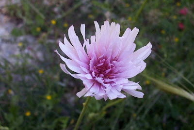 Radicchiella rosea Radicchiella rosea