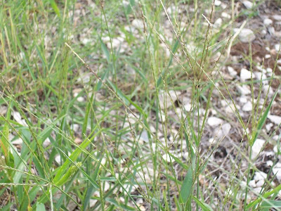 Hairy crab grass
