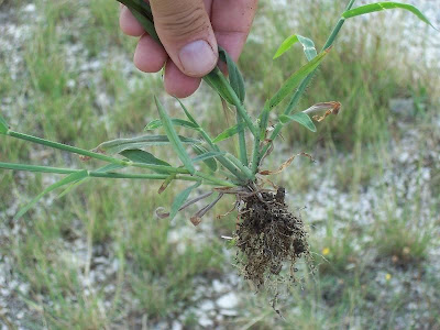 Hairy crab grass
