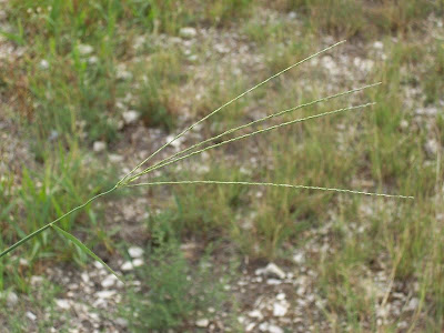 Hairy crab grass