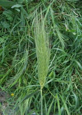 Grano villoso Grano villoso