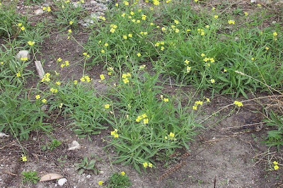 Jaramago silvestre