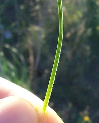 Crocus thomasii Ten.