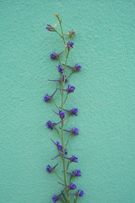 Delphinium halteratum S. et S.