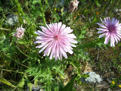 Radicchiella rosea Radicchiella rosea