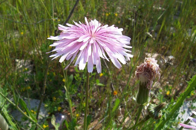 Radicchiella rosea Radicchiella rosea