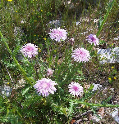 Radicchiella rosea Radicchiella rosea
