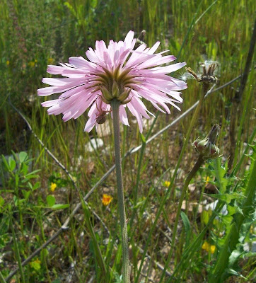Radicchiella rosea Radicchiella rosea