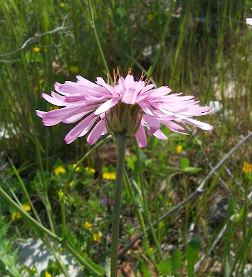 Radicchiella rosea Radicchiella rosea