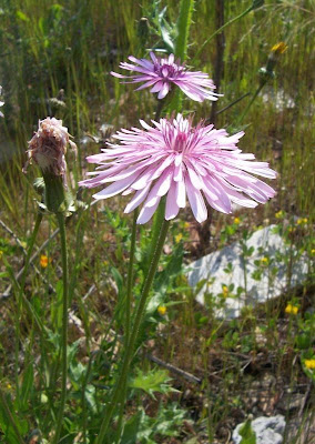 Radicchiella rosea Radicchiella rosea