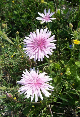 Radicchiella rosea Radicchiella rosea