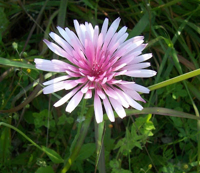 Radicchiella rosea Radicchiella rosea