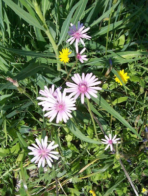 Radicchiella rosea Radicchiella rosea