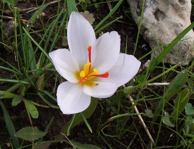 Crocus thomasii Ten.