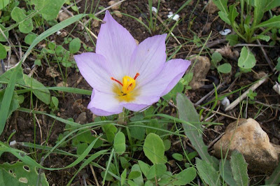 Thomas crocus