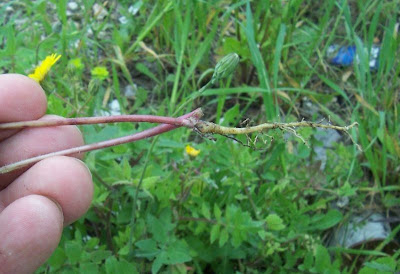 Radicchiella rosea Radicchiella rosea