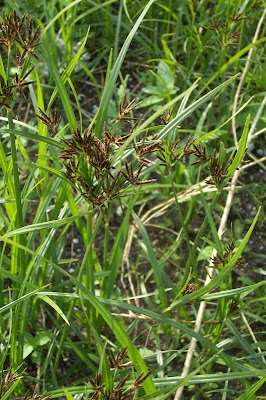 Cyperus rotundus,
alho-bravo,
capim-alho,
capim-dand&aacute;,
casta&ntilde;uela,
chaguan humatag,
coco-grass,
cocograss,
coquito,
juncia,
jun&ccedil;a,
kili'o'opu,
nut sedge,
nut-grass,
nutgrass,
pakopako,
purple nut sedge,
purple nutsedge