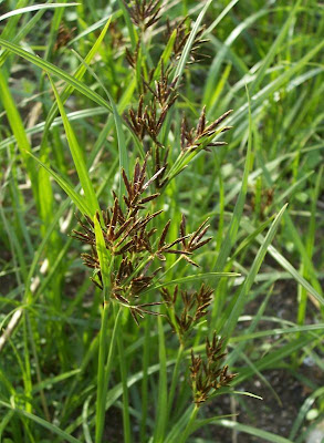 Cyperus rotundus,
alho-bravo,
capim-alho,
capim-dand&aacute;,
casta&ntilde;uela,
chaguan humatag,
coco-grass,
cocograss,
coquito,
juncia,
jun&ccedil;a,
kili'o'opu,
nut sedge,
nut-grass,
nutgrass,
pakopako,
purple nut sedge,
purple nutsedge