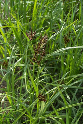 Cyperus rotundus,
alho-bravo,
capim-alho,
capim-dand&aacute;,
casta&ntilde;uela,
chaguan humatag,
coco-grass,
cocograss,
coquito,
juncia,
jun&ccedil;a,
kili'o'opu,
nut sedge,
nut-grass,
nutgrass,
pakopako,
purple nut sedge,
purple nutsedge