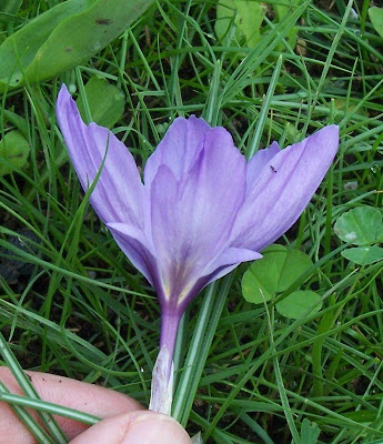 Thomas crocus