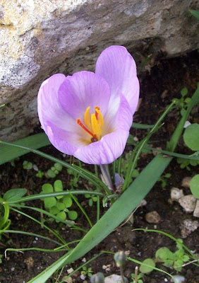 Thomas crocus