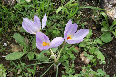 Thomas crocus