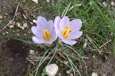 Thomas crocus