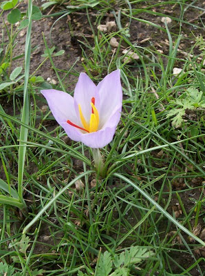 Thomas crocus