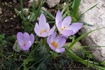 Thomas crocus