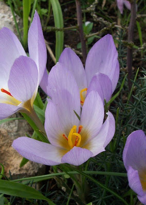 Thomas crocus