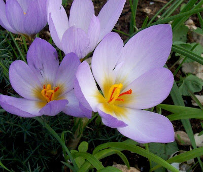 Thomas crocus