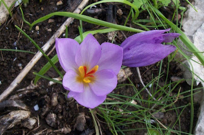 Thomas crocus