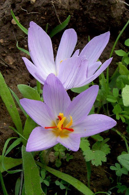 Thomas crocus