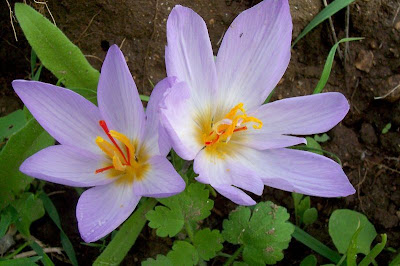 Thomas crocus