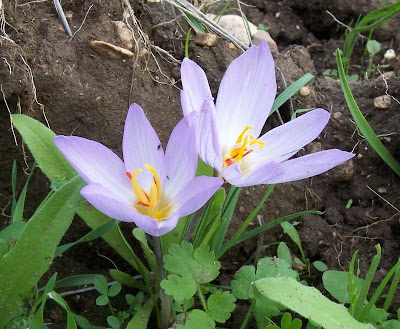 Thomas crocus