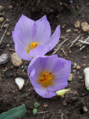 Thomas crocus
