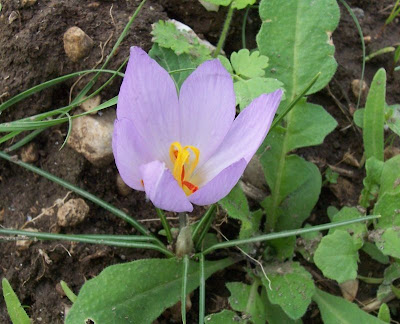 Thomas crocus
