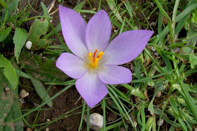 Thomas crocus