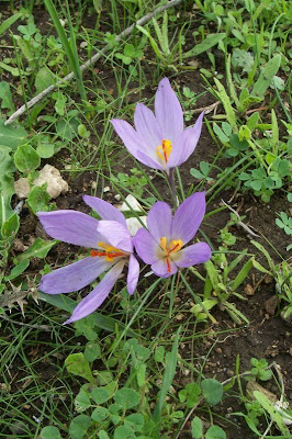 Thomas crocus