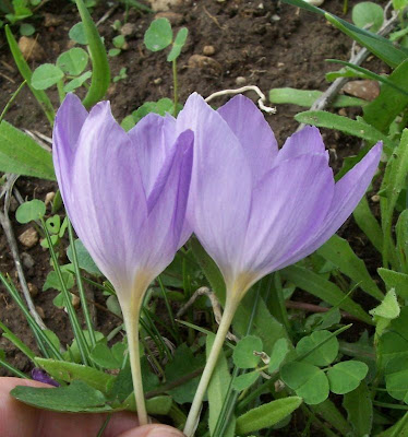 Thomas crocus