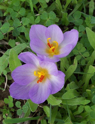 Thomas crocus