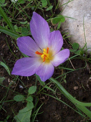 Crocus thomasii Ten.