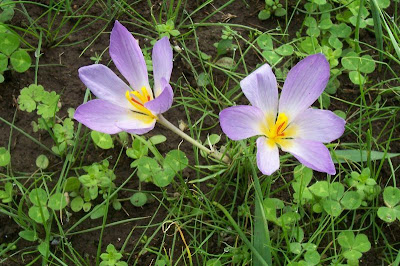 Crocus thomasii Ten.