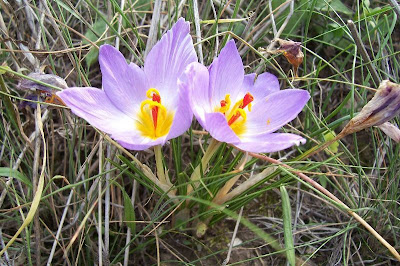 Thomas crocus