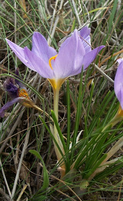 Thomas crocus