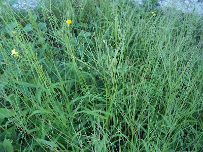Hairy crab grass