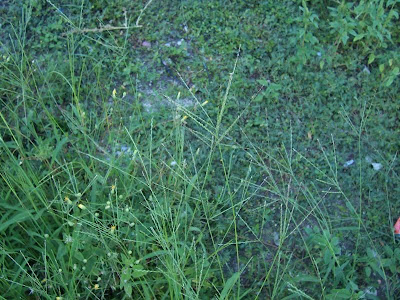 Hairy crab grass
