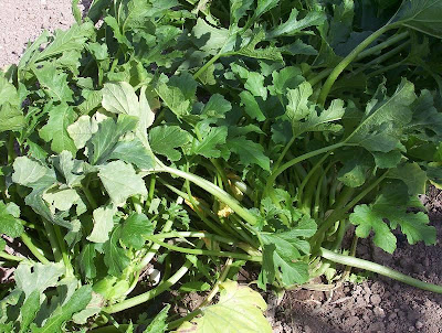 Field pumpkin