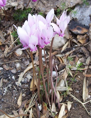 Neaopolitanisches Alpenveilchen