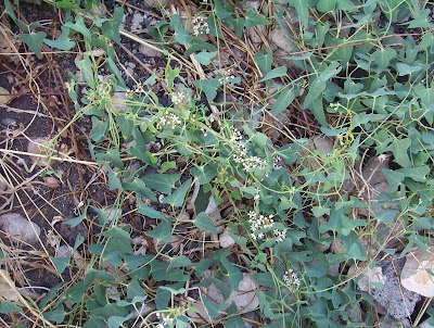 Cynanchum acutum L.